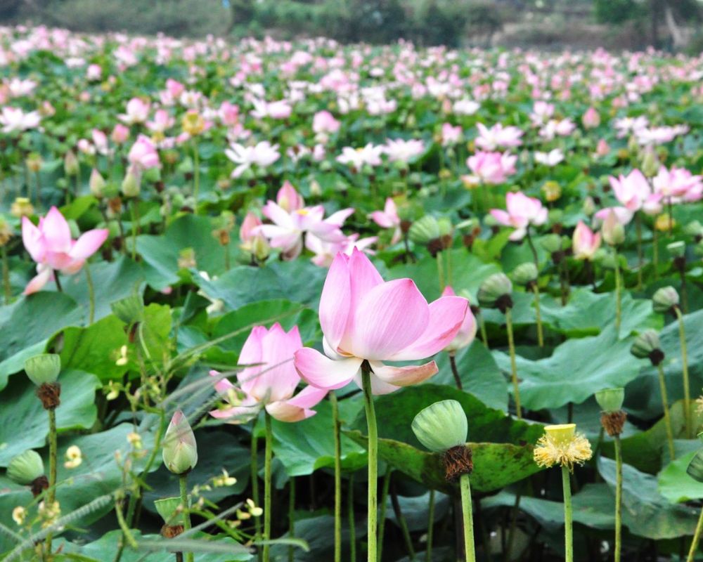 Top các địa điểm du lịch ở Long An