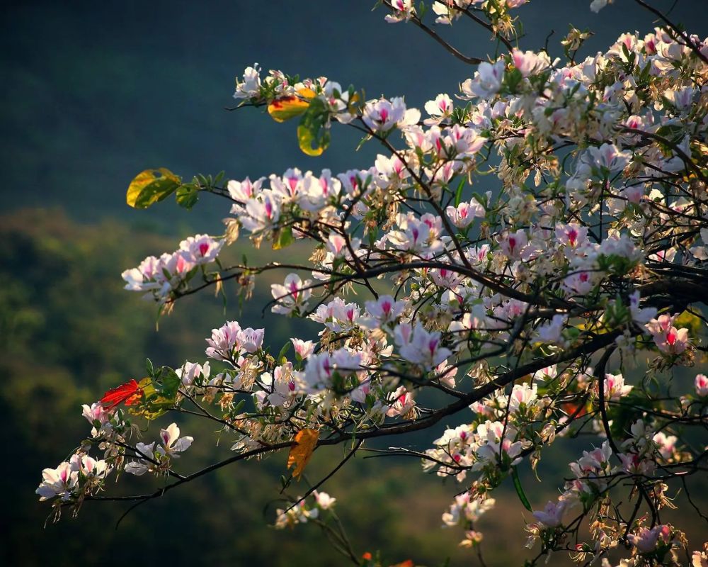 Đi du lịch Điện Biên mùa nào đẹp nhất?