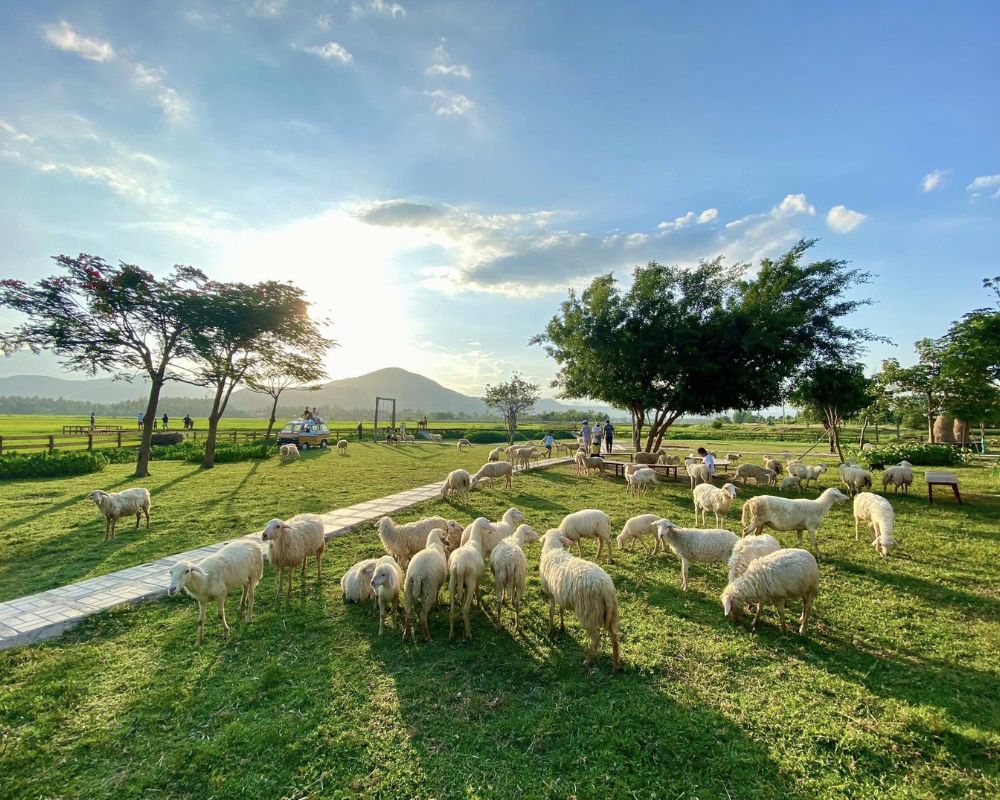 Giới thiệu về địa điểm du lịch Nha Trang về thiên nhiên thư giãn