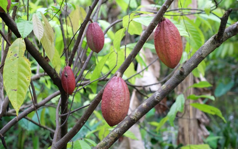 Vườn ca cao Mười Cương