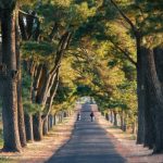 Kinh nghiệm đi du lịch Măng Đen tự túc từ A đến Z cho bạn