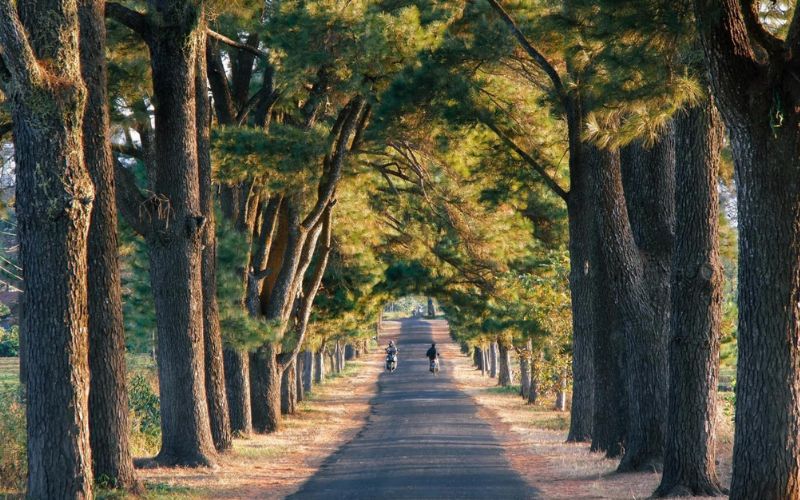 Măng Đen được xem như một "Đà Lạt thứ hai" nhờ không gian yên bình  