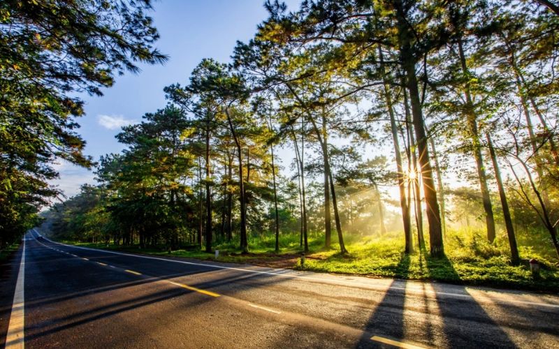 Theo kinh nghiệm đi du lịch Măng Đen, rừng thông là địa chỉ bạn không nên bỏ qua