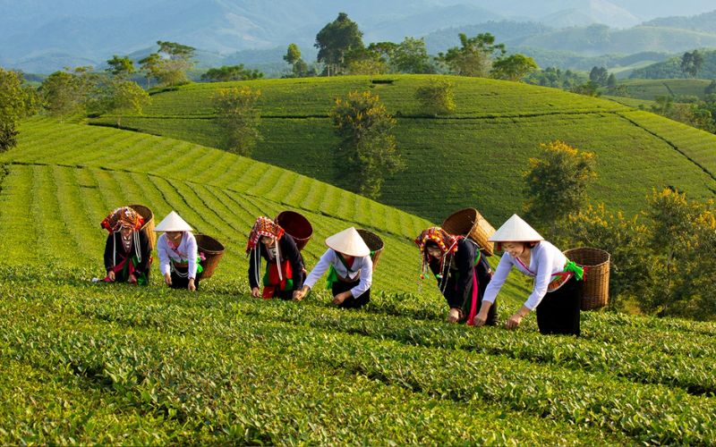 Đồi chè Long Cốc