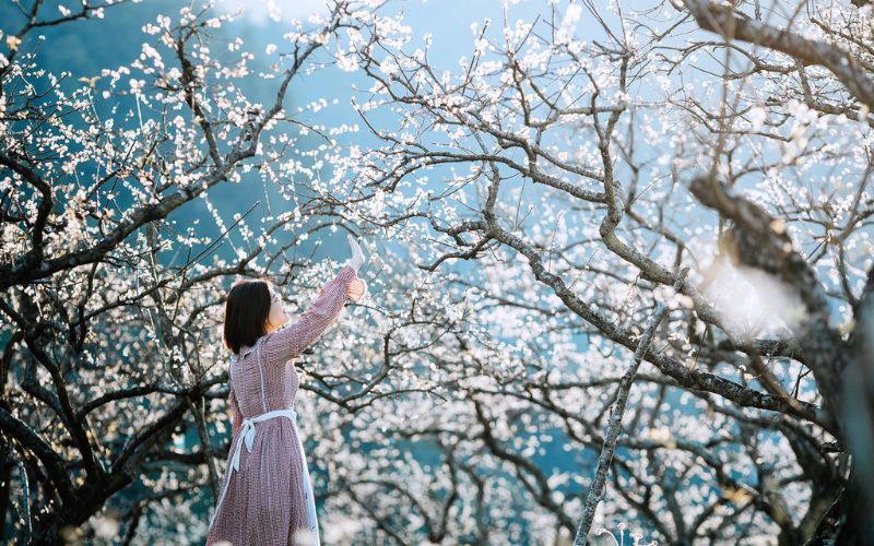 Mộc Châu (là một trong các địa điểm du lịch giá rẻ ở miền Bắc bạn nên đến