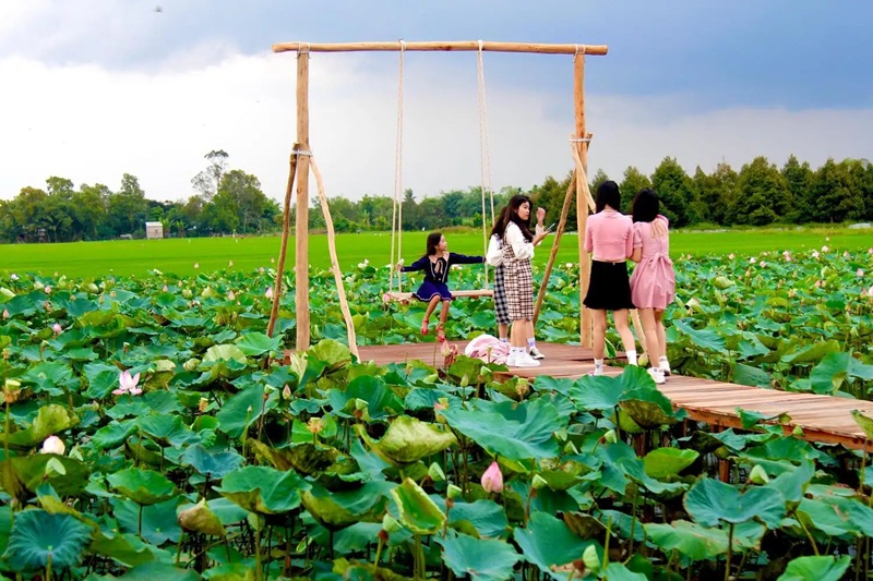 Vùng đất Đồng Tháp Mười nổi tiếng với những cánh đồng sen bát ngát 