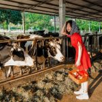 Top những địa điểm du lịch ở Mộc Châu Sơn La nên ghé thăm