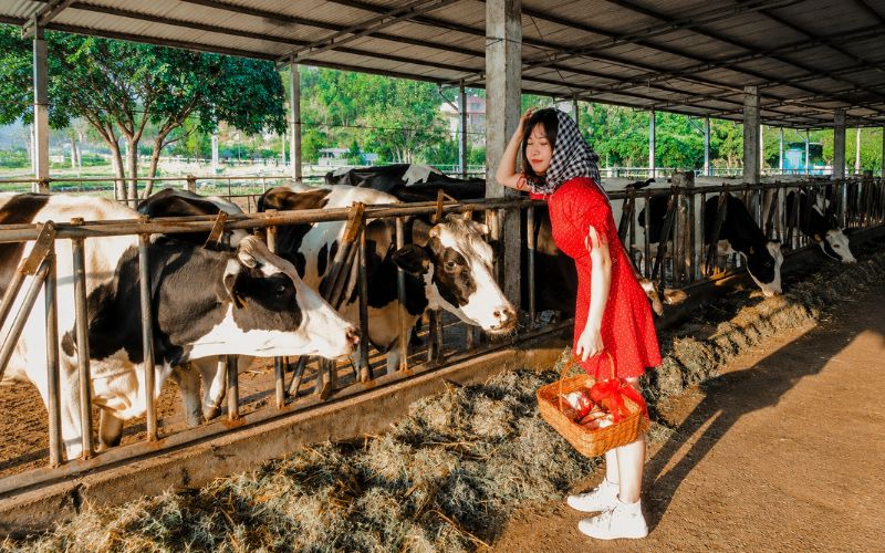 Các trang trại bò sữa là những địa điểm du lịch ở Mộc Châu Sơn La đáng đến để tham quan