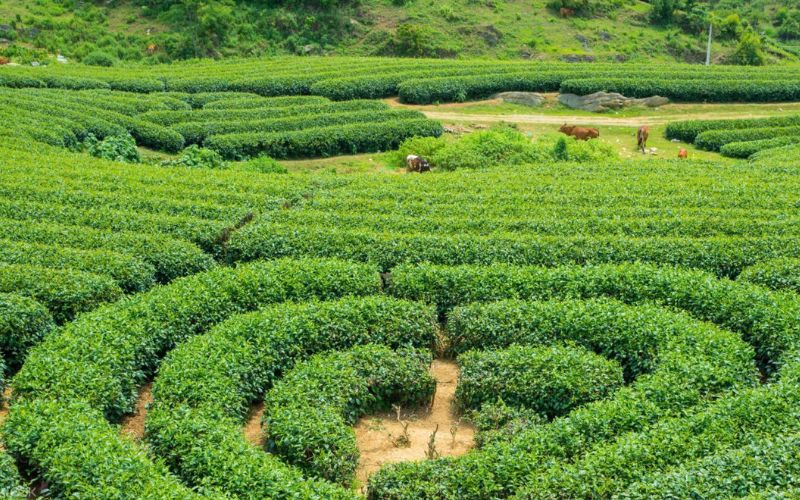Đồi chè trái tim Mộc Sương